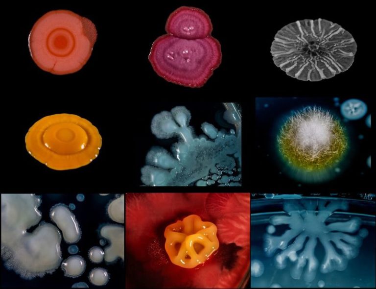Microorganisms In Rivers THE UNSEEN LIFE OF RIVERS: Mysterious aquatic microorganisms – Water ...